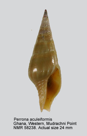 Perrona aculeiformis (6).jpg - Perrona aculeiformis (Lamarck,1816)